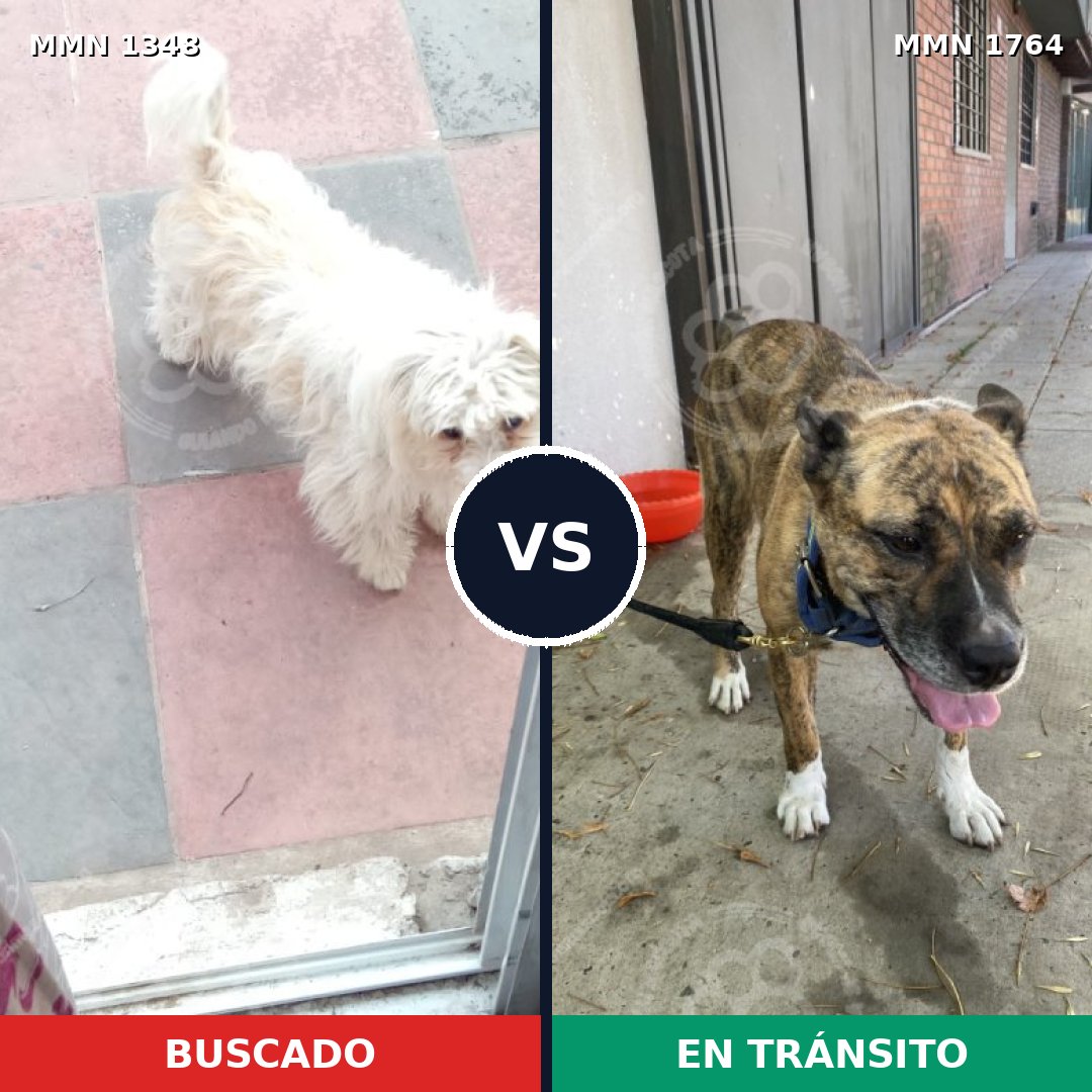 Comparativa MMS 39393: mascota perdida y mascota encontrada, 49% de similitud