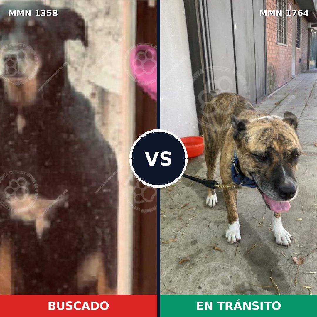 Comparativa MMS 39395: mascota perdida y mascota encontrada, 60% de similitud