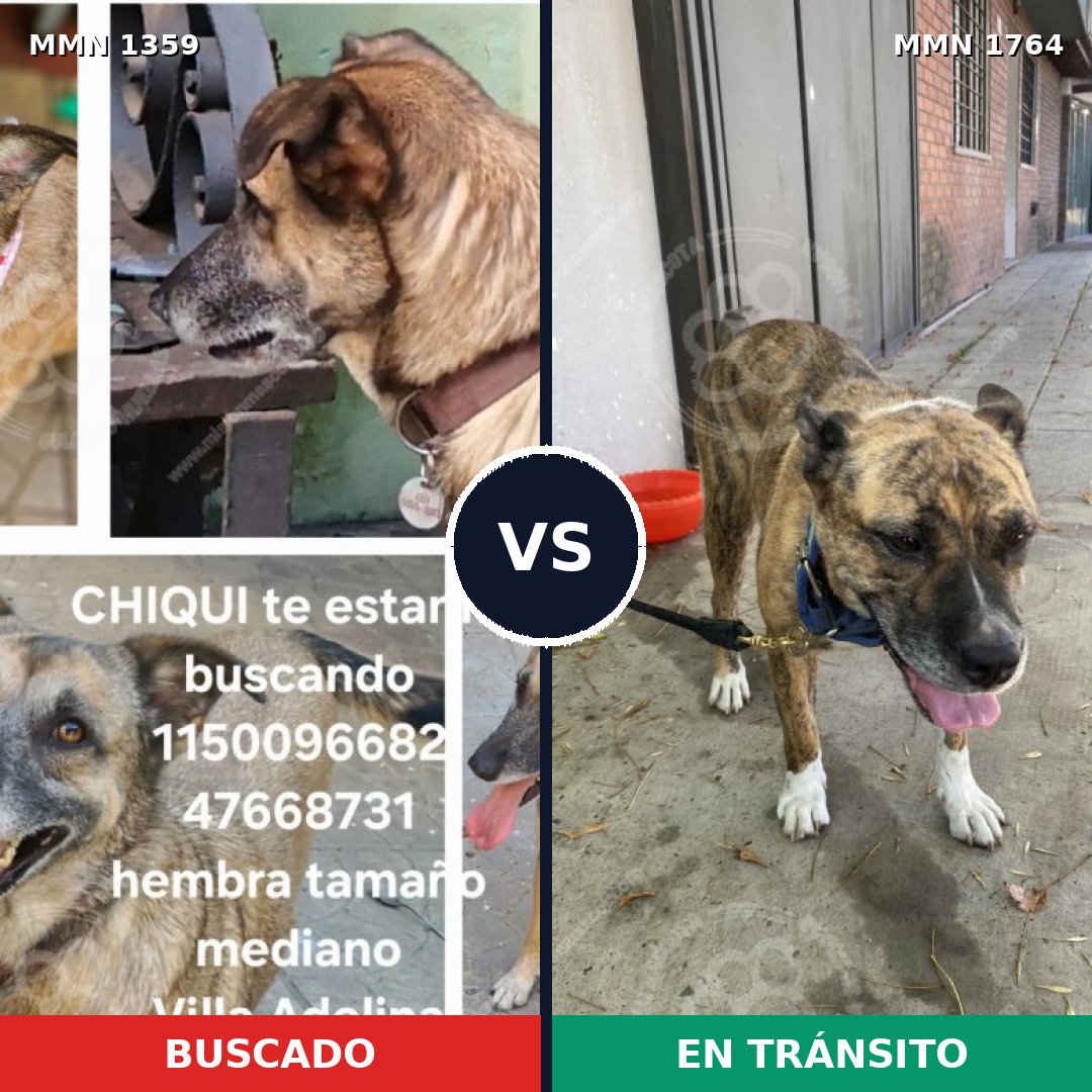Comparativa MMS 39396: mascota perdida y mascota encontrada, 83% de similitud