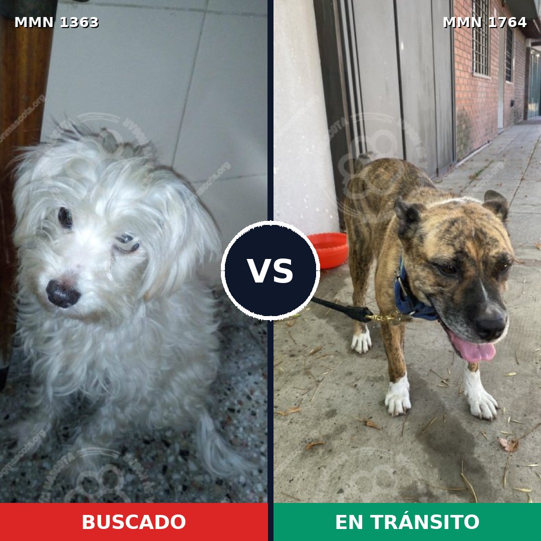 Comparativa MMS 39397: mascota perdida y mascota encontrada, 39% de similitud
