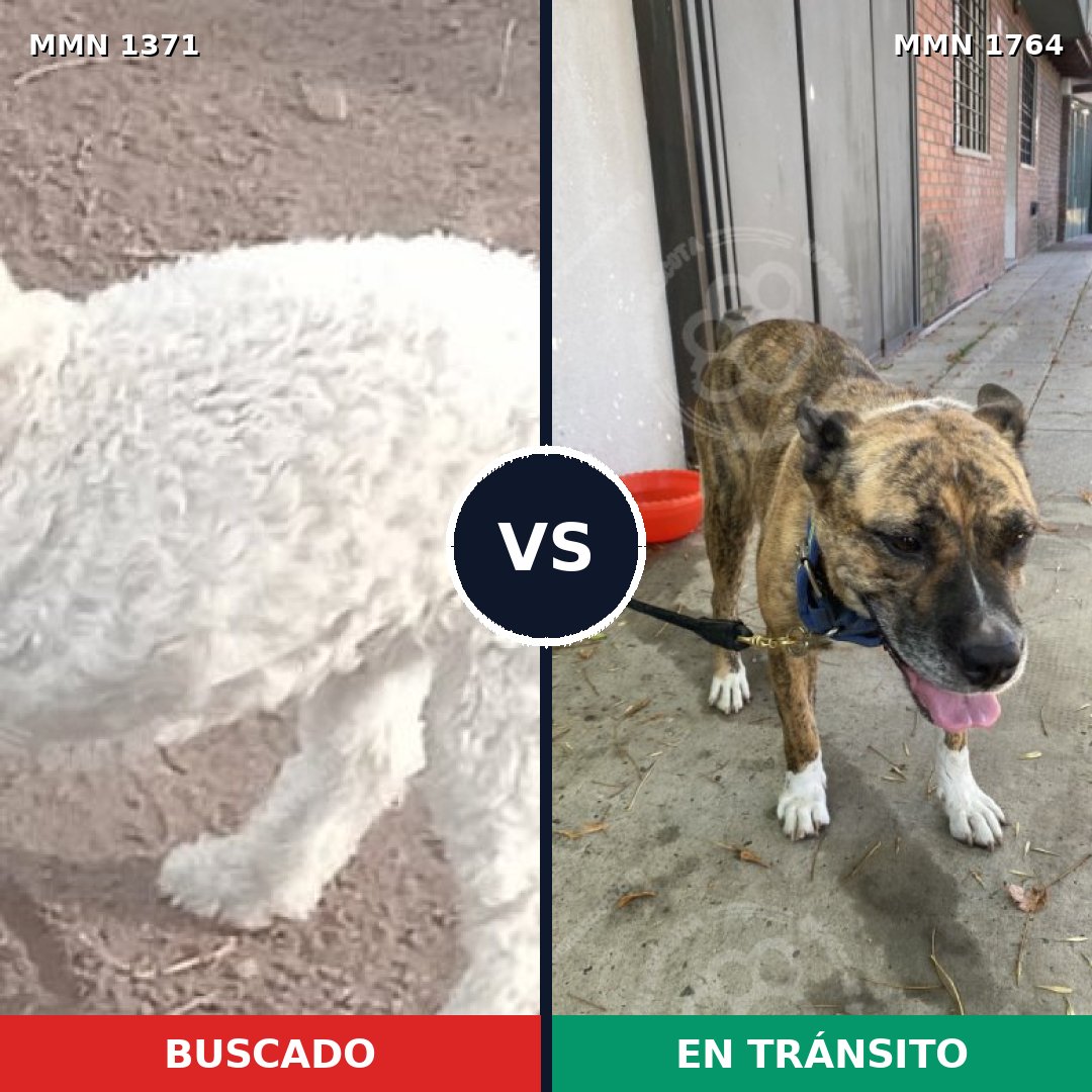 Comparativa MMS 39398: mascota perdida y mascota encontrada, 30% de similitud
