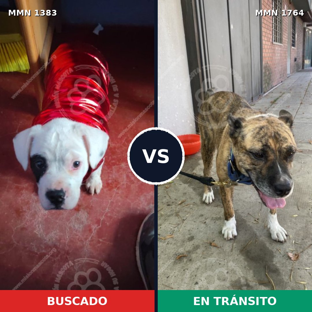 Comparativa MMS 39399: mascota perdida y mascota encontrada, 55% de similitud