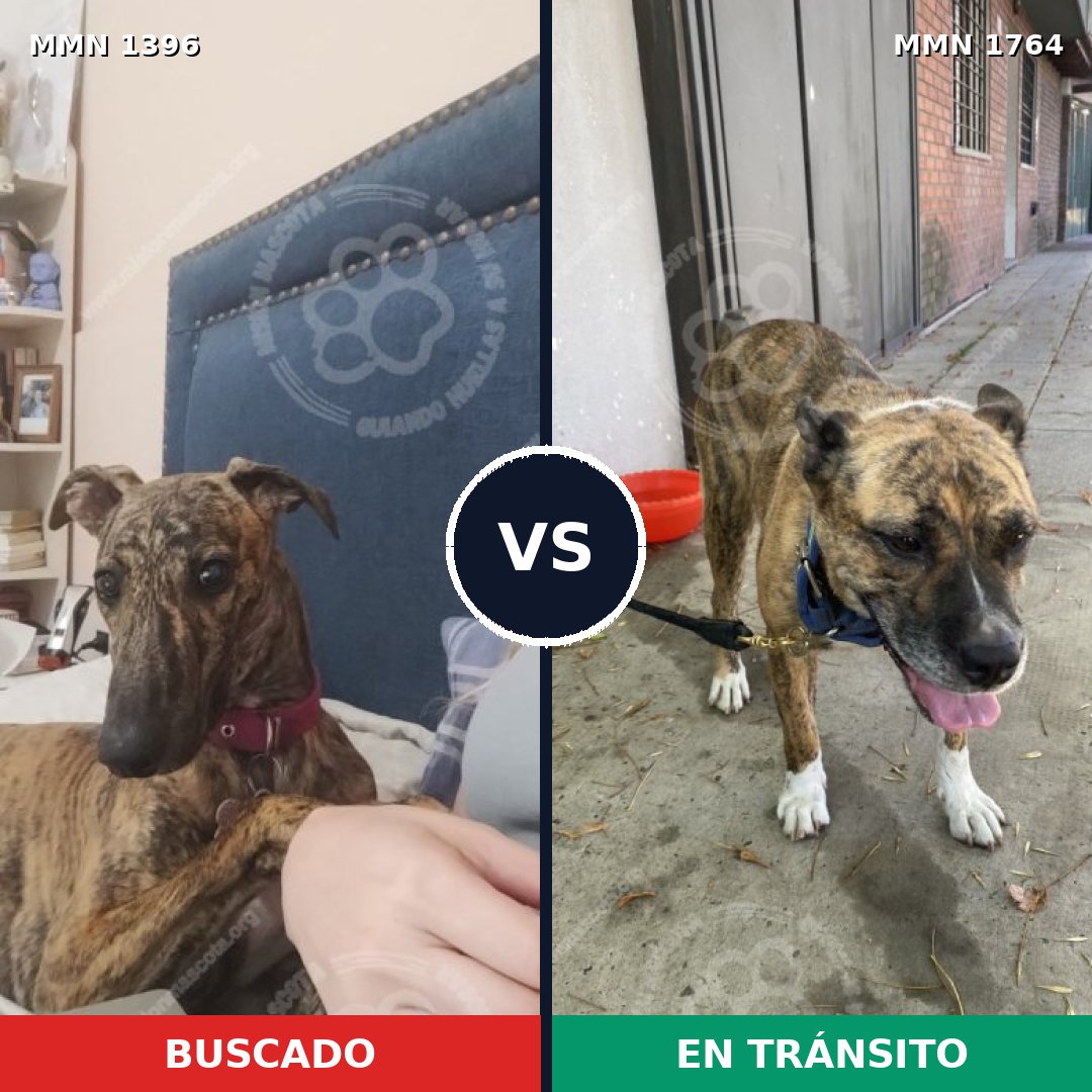 Comparativa MMS 39400: mascota perdida y mascota encontrada, 45% de similitud