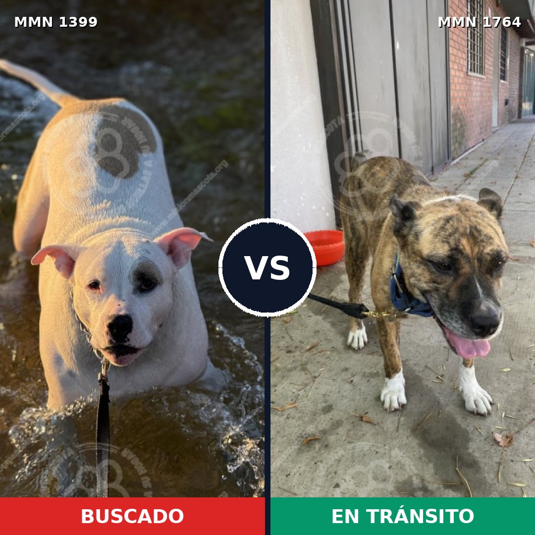 Comparativa MMS 39402: mascota perdida y mascota encontrada, 30% de similitud