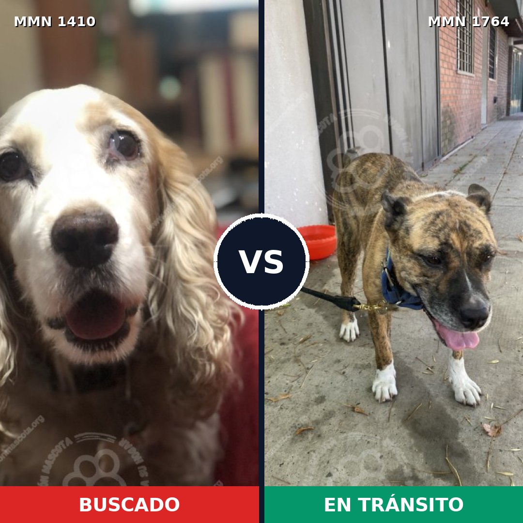 Comparativa MMS 39403: mascota perdida y mascota encontrada, 39% de similitud