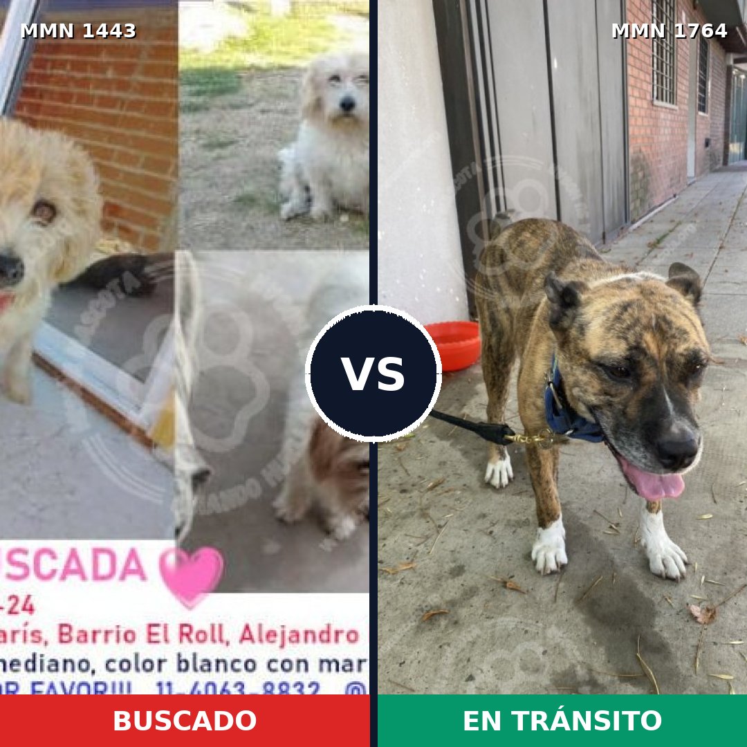 Comparativa MMS 39404: mascota perdida y mascota encontrada, 60% de similitud