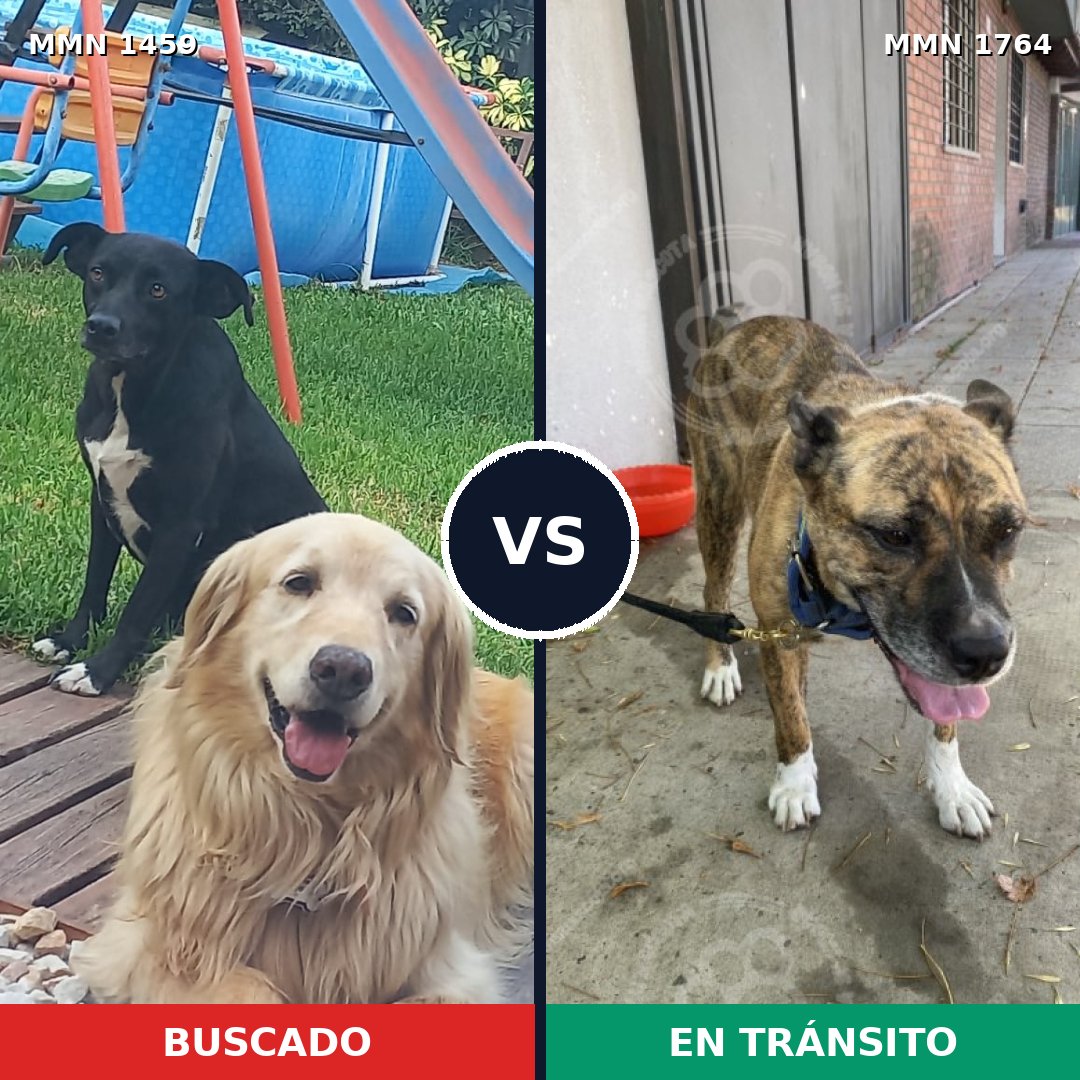 Comparativa MMS 39405: mascota perdida y mascota encontrada, 58% de similitud