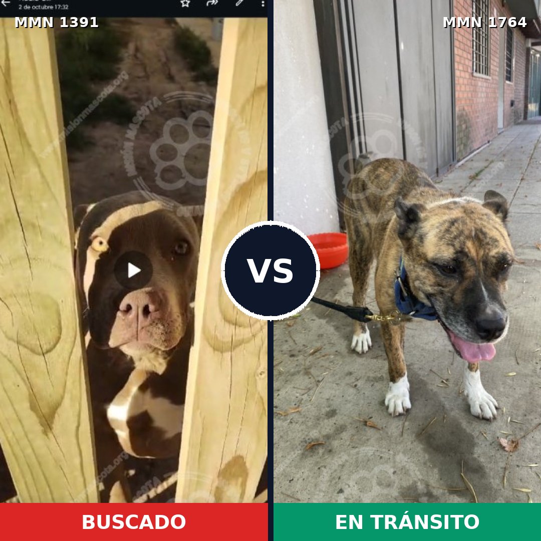 Comparativa MMS 39406: mascota perdida y mascota encontrada, 31% de similitud