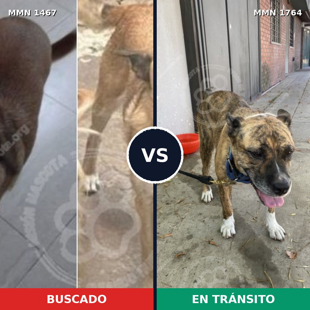 Comparativa MMS 39407: mascota perdida y mascota encontrada, 78% de similitud