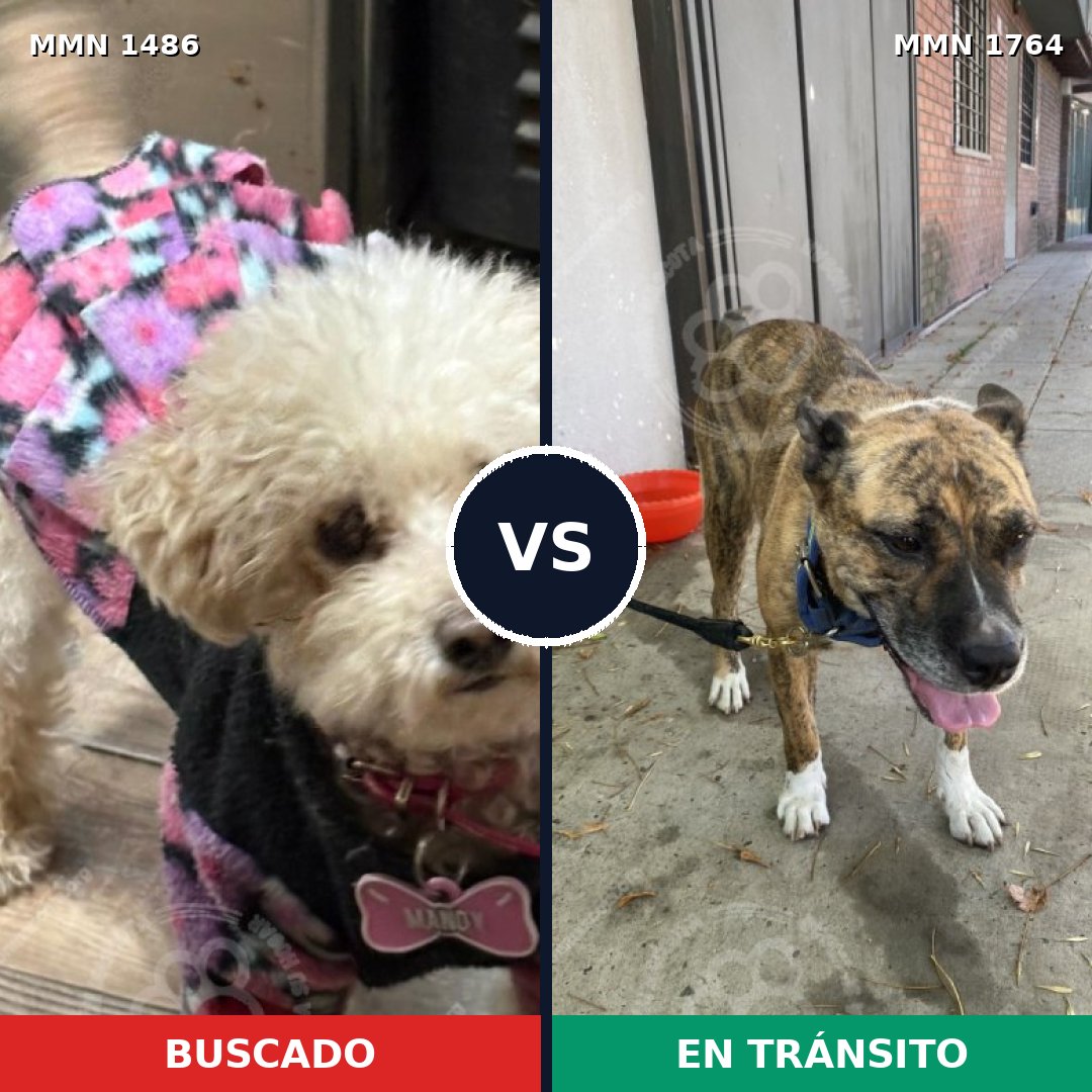 Comparativa MMS 39408: mascota perdida y mascota encontrada, 34% de similitud