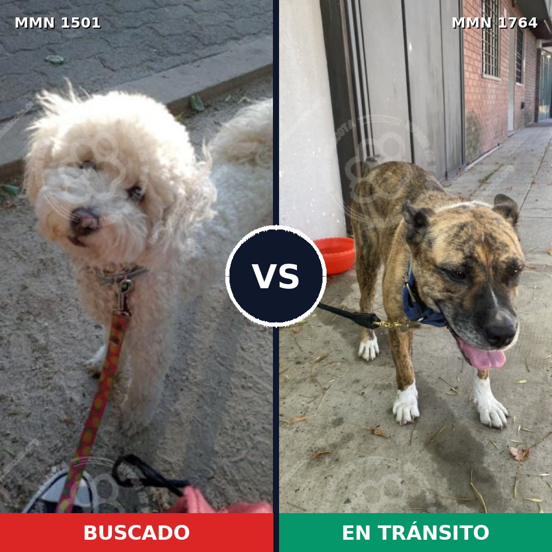 Comparativa MMS 39410: mascota perdida y mascota encontrada, 39% de similitud