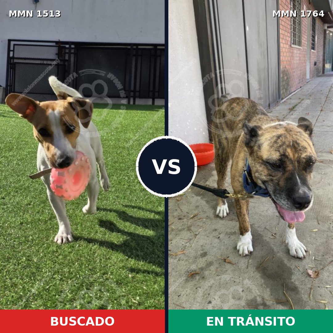 Comparativa MMS 39411: mascota perdida y mascota encontrada, 28% de similitud