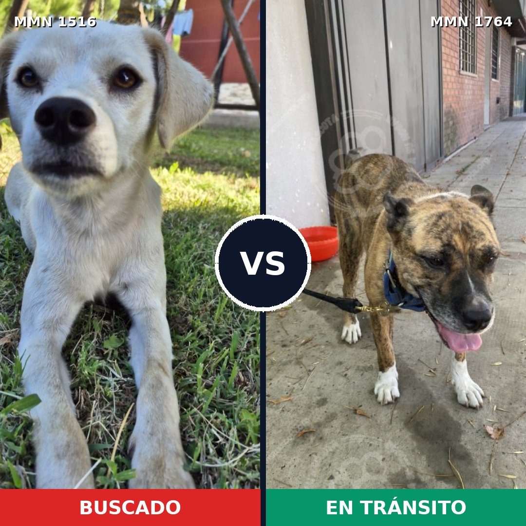Comparativa MMS 39412: mascota perdida y mascota encontrada, 63% de similitud