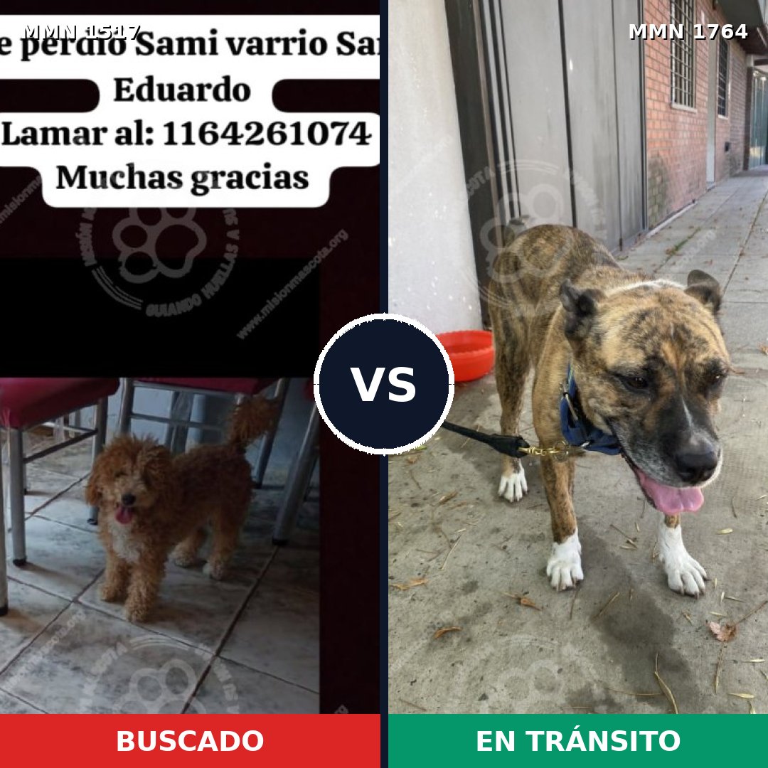 Comparativa MMS 39413: mascota perdida y mascota encontrada, 35% de similitud