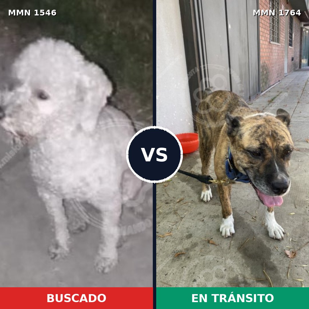 Comparativa MMS 39414: mascota perdida y mascota encontrada, 35% de similitud
