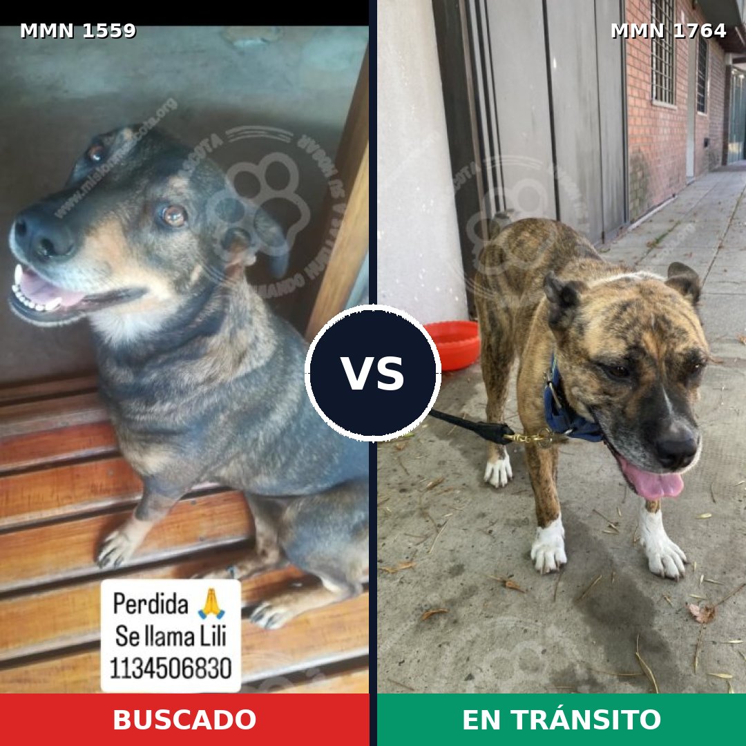 Comparativa MMS 39415: mascota perdida y mascota encontrada, 58% de similitud