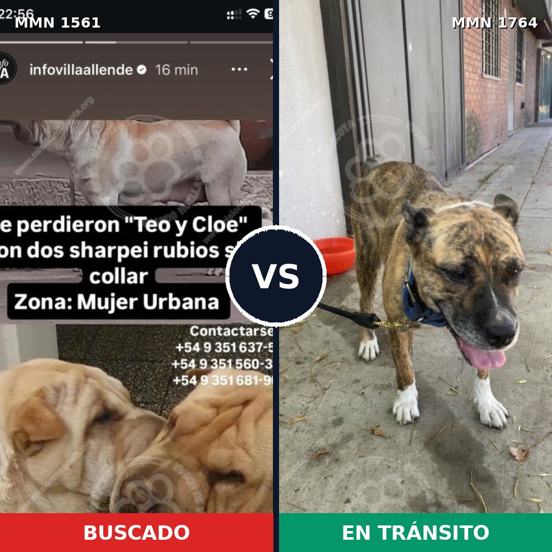 Comparativa MMS 39416: mascota perdida y mascota encontrada, 25% de similitud