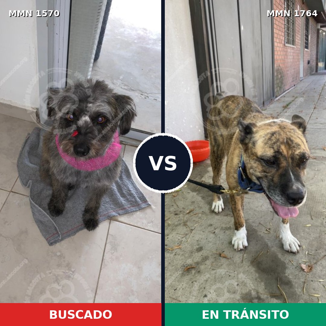 Comparativa MMS 39417: mascota perdida y mascota encontrada, 63% de similitud
