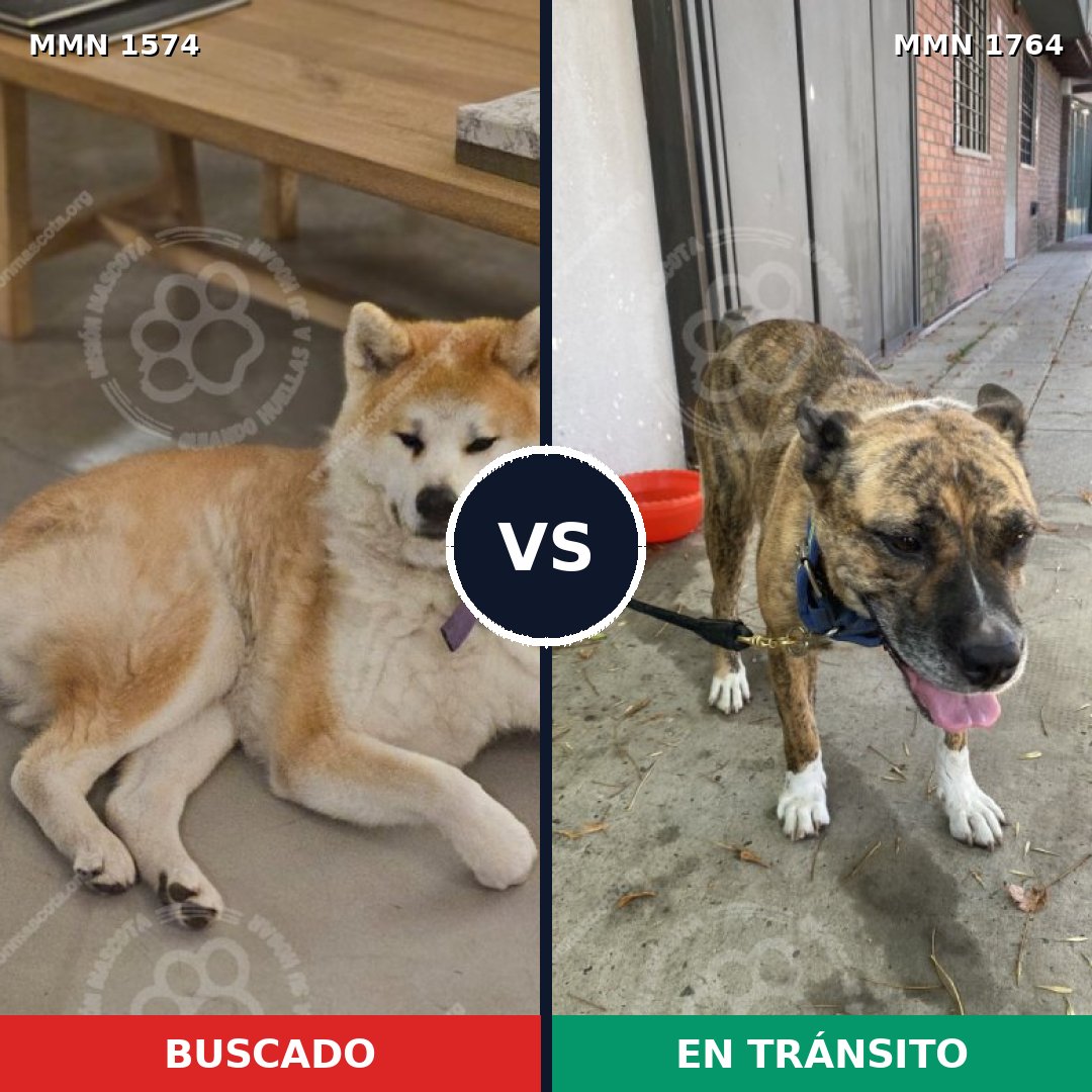 Comparativa MMS 39418: mascota perdida y mascota encontrada, 49% de similitud