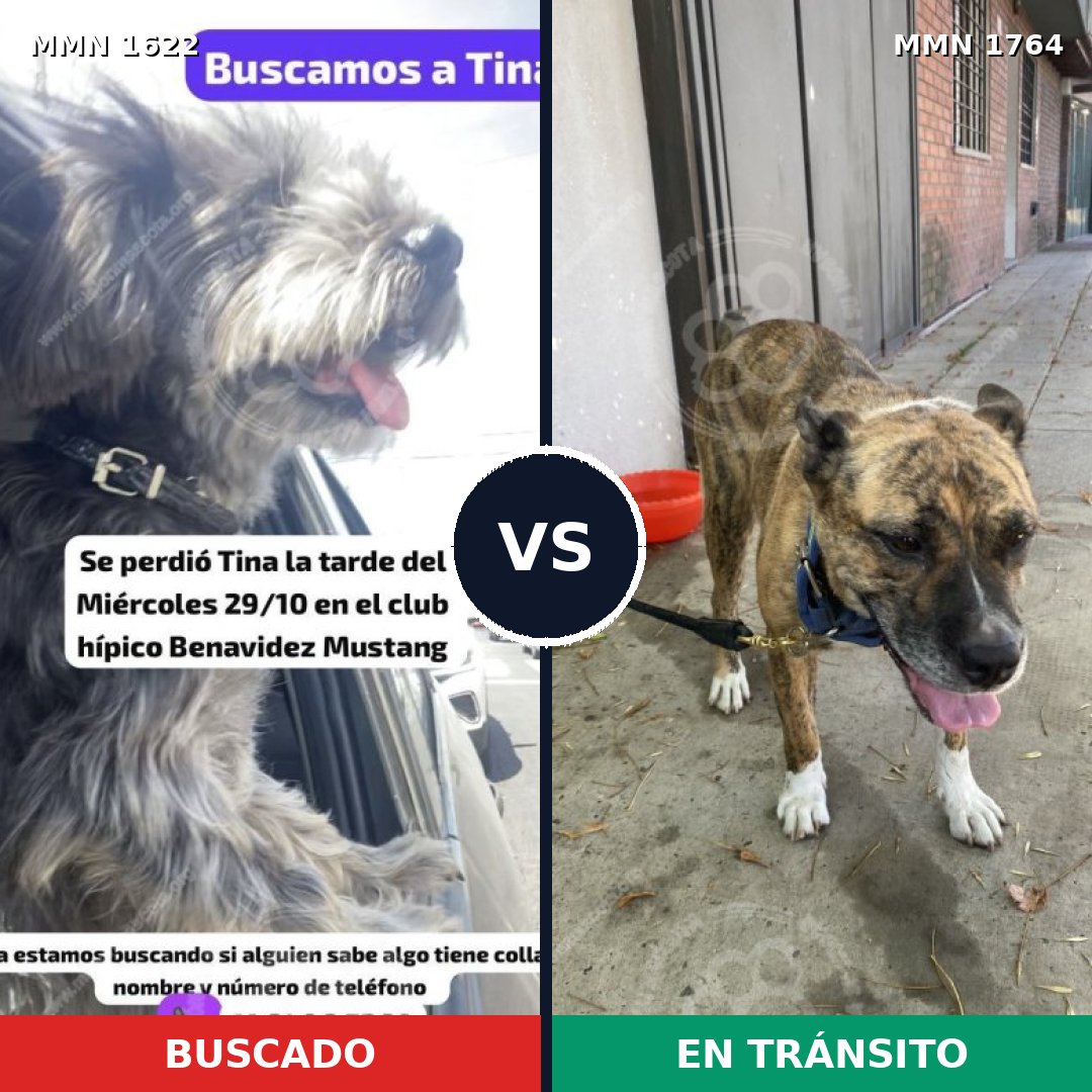 Comparativa MMS 39420: mascota perdida y mascota encontrada, 53% de similitud