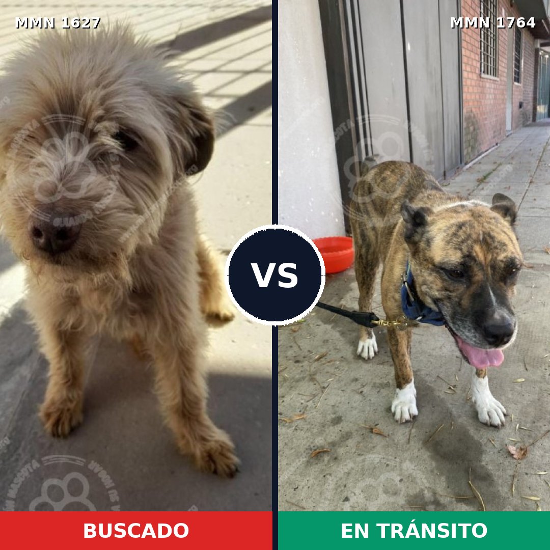 Comparativa MMS 39421: mascota perdida y mascota encontrada, 44% de similitud