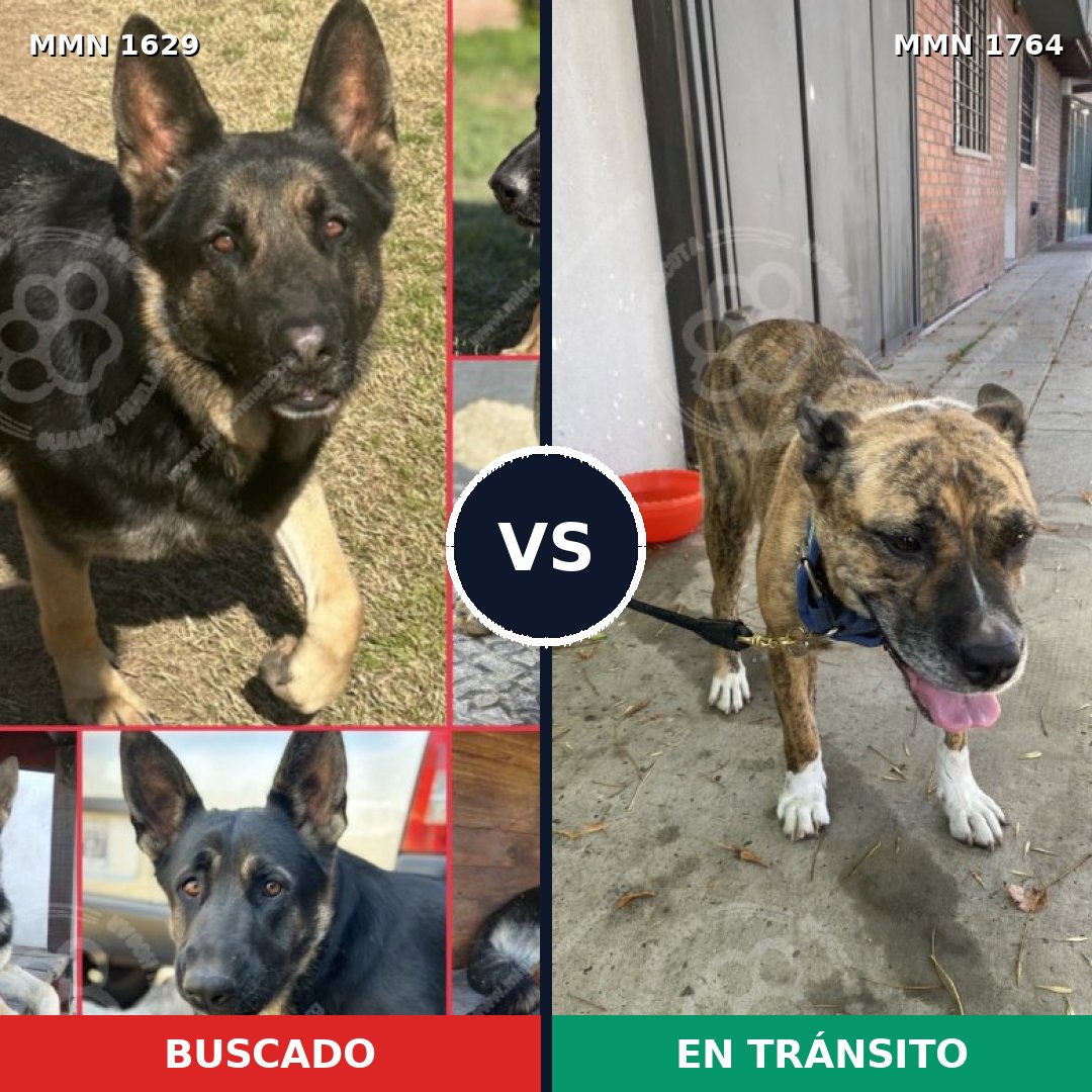 Comparativa MMS 39422: mascota perdida y mascota encontrada, 46% de similitud