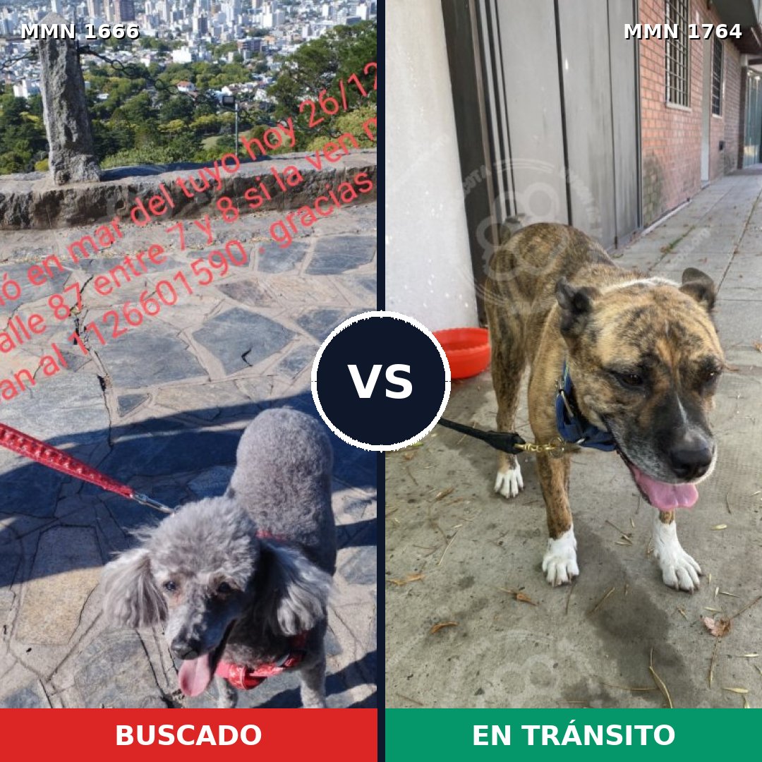 Comparativa MMS 39426: mascota perdida y mascota encontrada, 23% de similitud