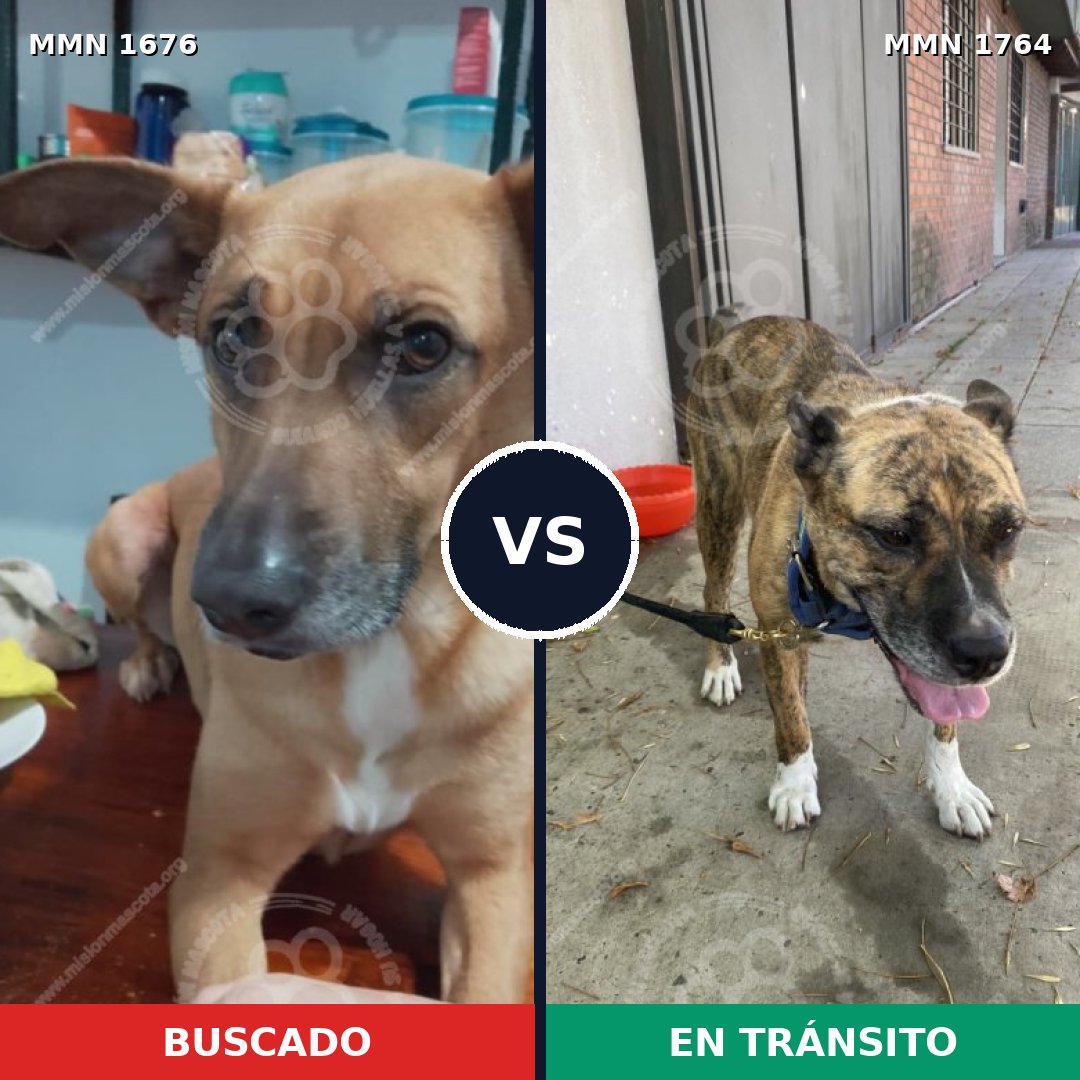 Comparativa MMS 39427: mascota perdida y mascota encontrada, 57% de similitud