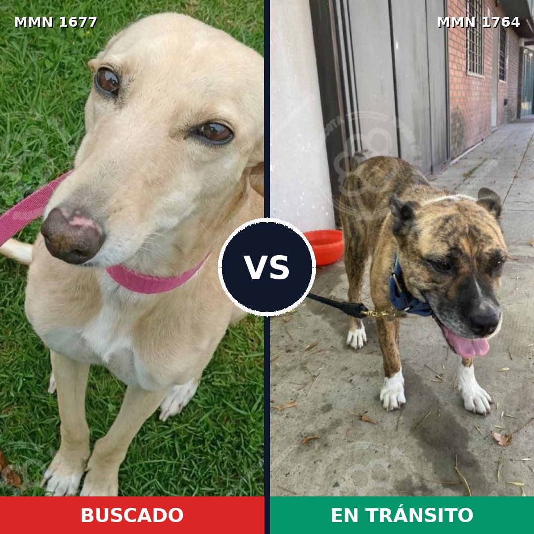 Comparativa MMS 39428: mascota perdida y mascota encontrada, 49% de similitud