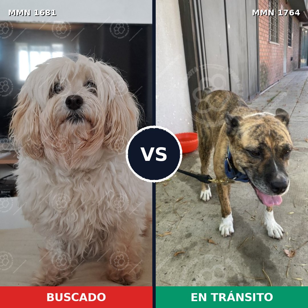 Comparativa MMS 39429: mascota perdida y mascota encontrada, 27% de similitud