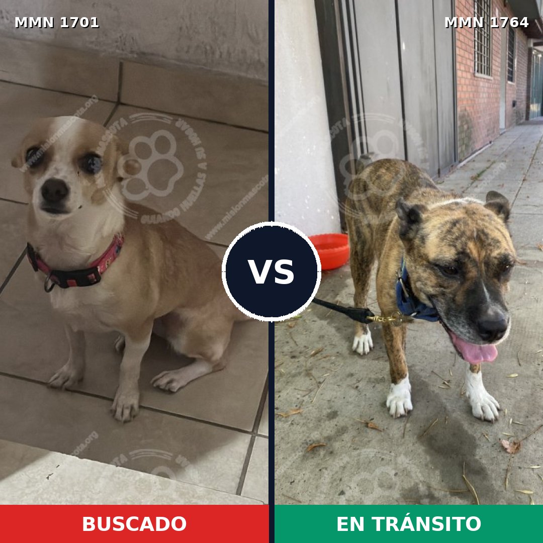 Comparativa MMS 39431: mascota perdida y mascota encontrada, 41% de similitud