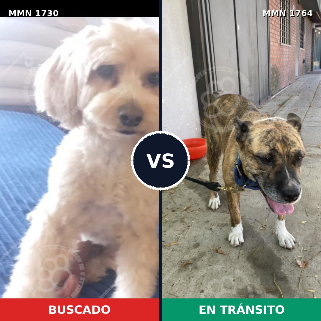 Comparativa MMS 39433: mascota perdida y mascota encontrada, 40% de similitud