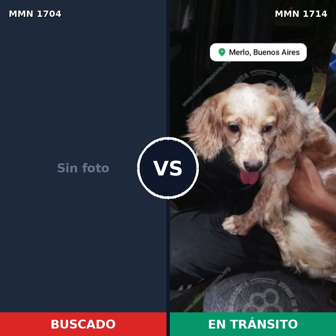 Comparativa MMS 39436: mascota perdida y mascota encontrada, 38% de similitud