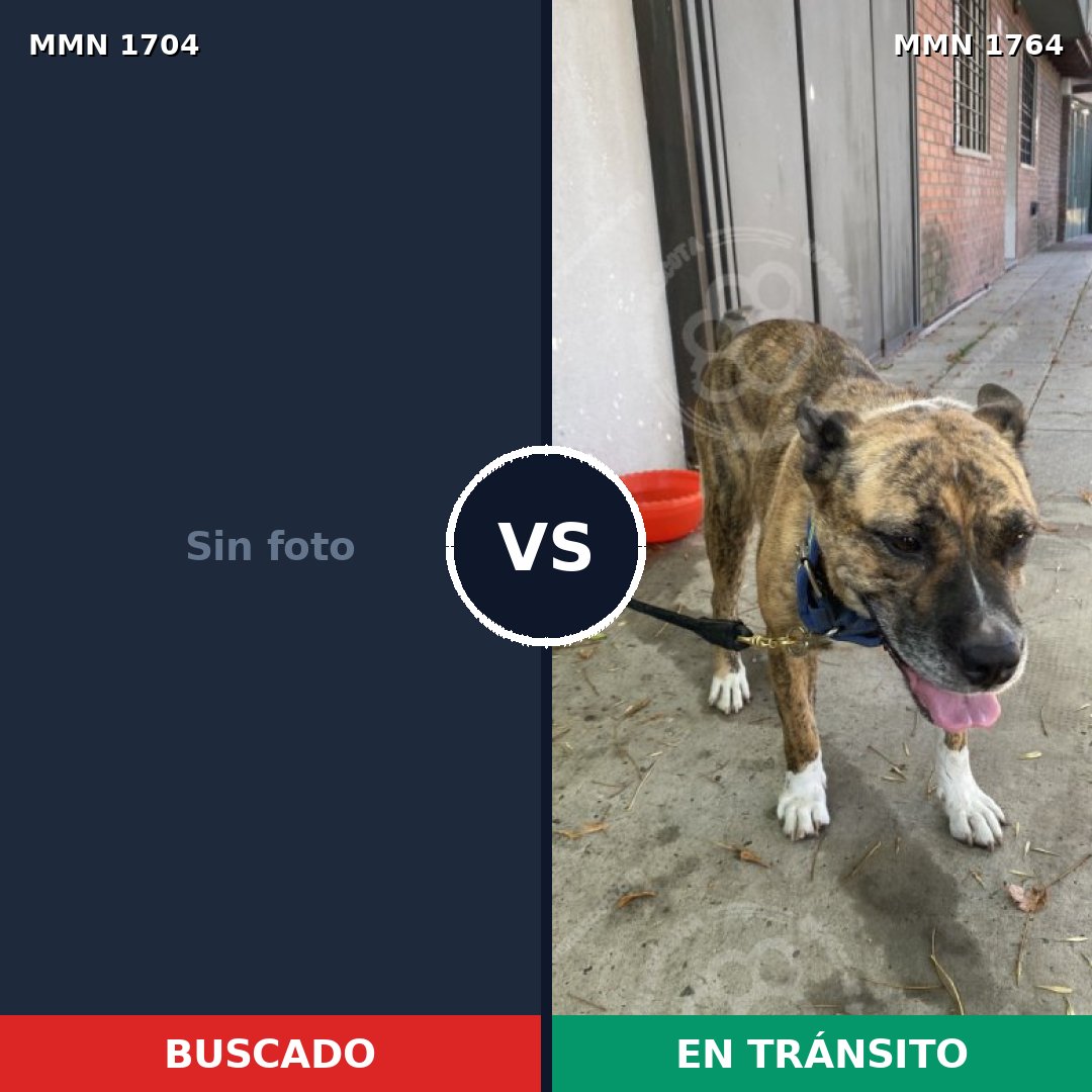 Comparativa MMS 39437: mascota perdida y mascota encontrada, 34% de similitud