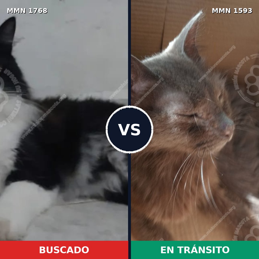 Comparativa MMS 39438: mascota perdida y mascota encontrada, 74% de similitud