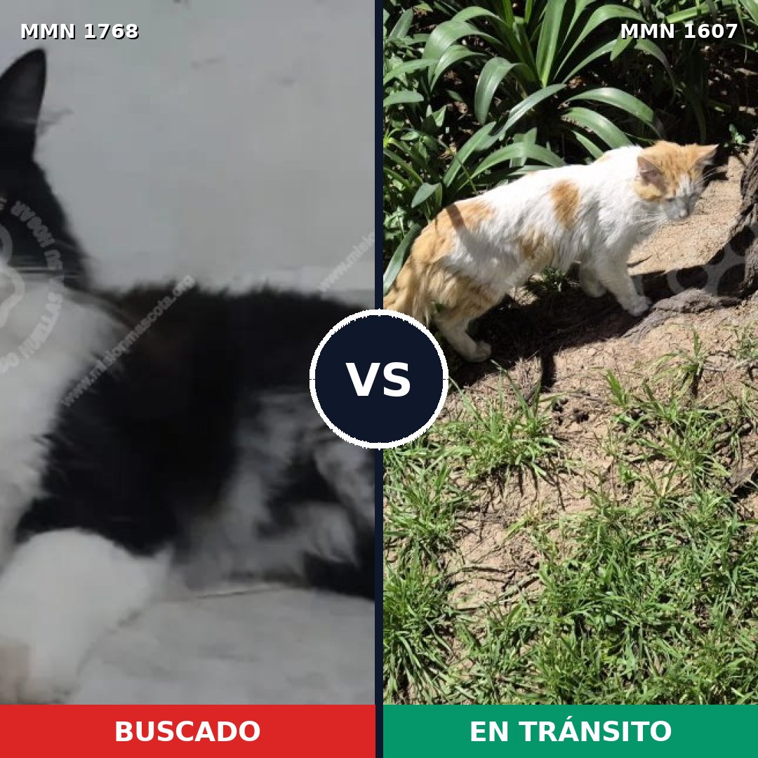 Comparativa MMS 39439: mascota perdida y mascota encontrada, 75% de similitud