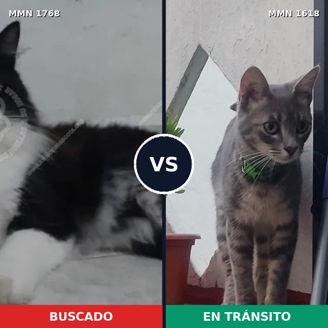 Comparativa MMS 39440: mascota perdida y mascota encontrada, 75% de similitud