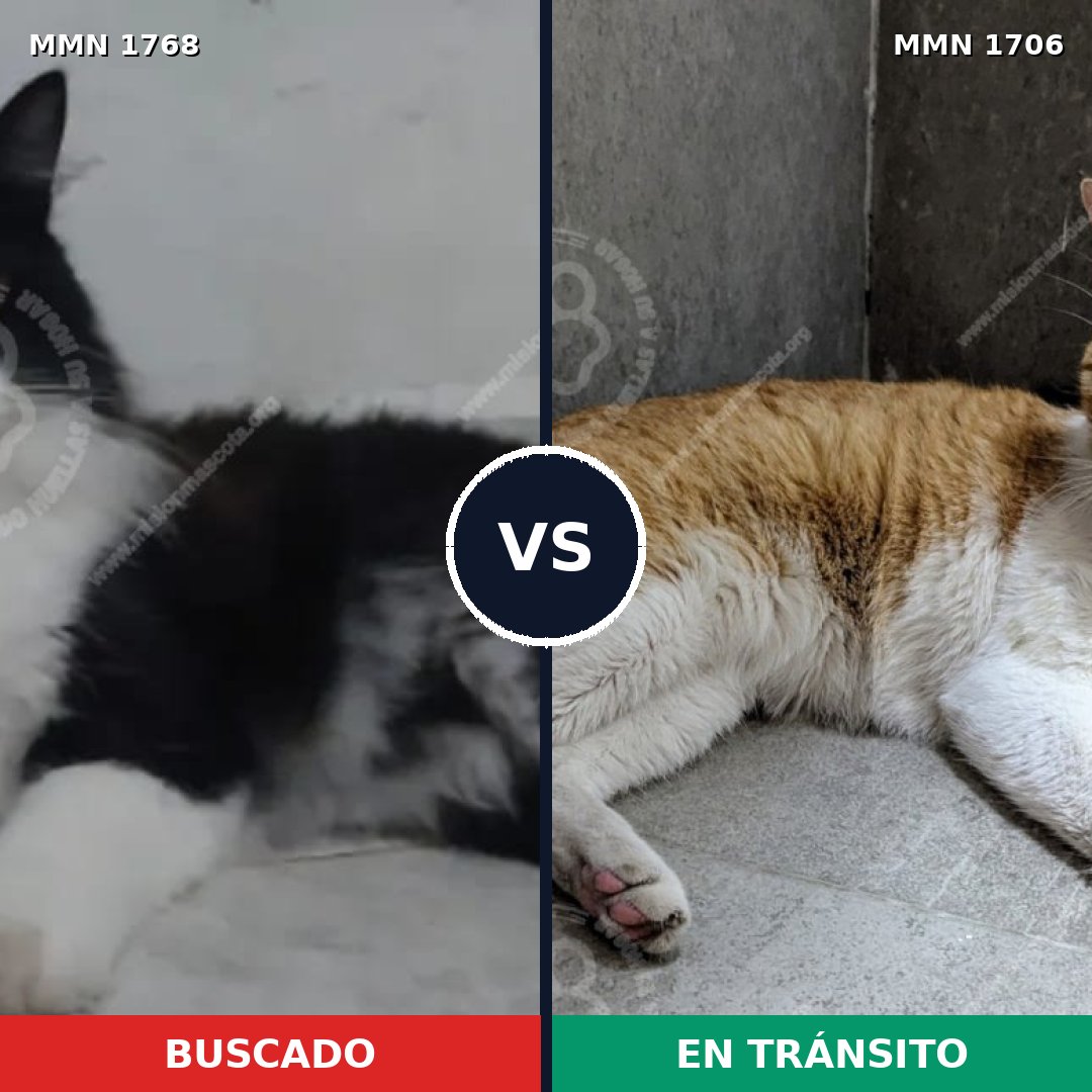 Comparativa MMS 39442: mascota perdida y mascota encontrada, 57% de similitud