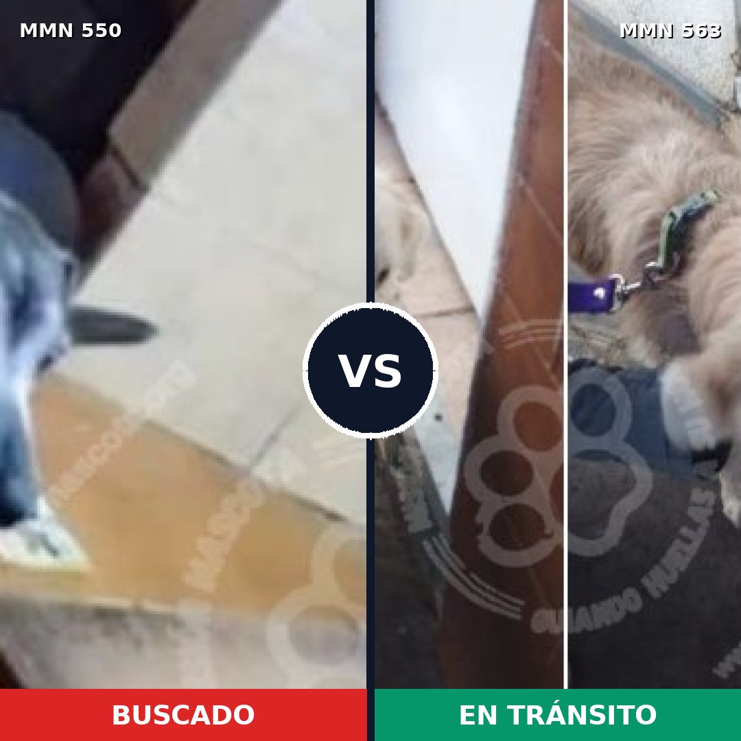 Comparativa MMS 39444: mascota perdida y mascota encontrada, 43% de similitud