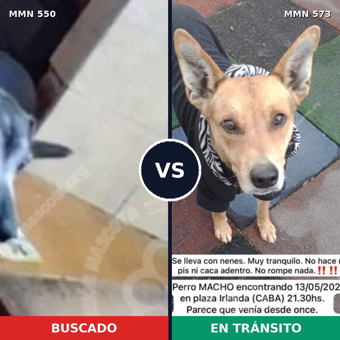 Comparativa MMS 39445: mascota perdida y mascota encontrada, 87% de similitud