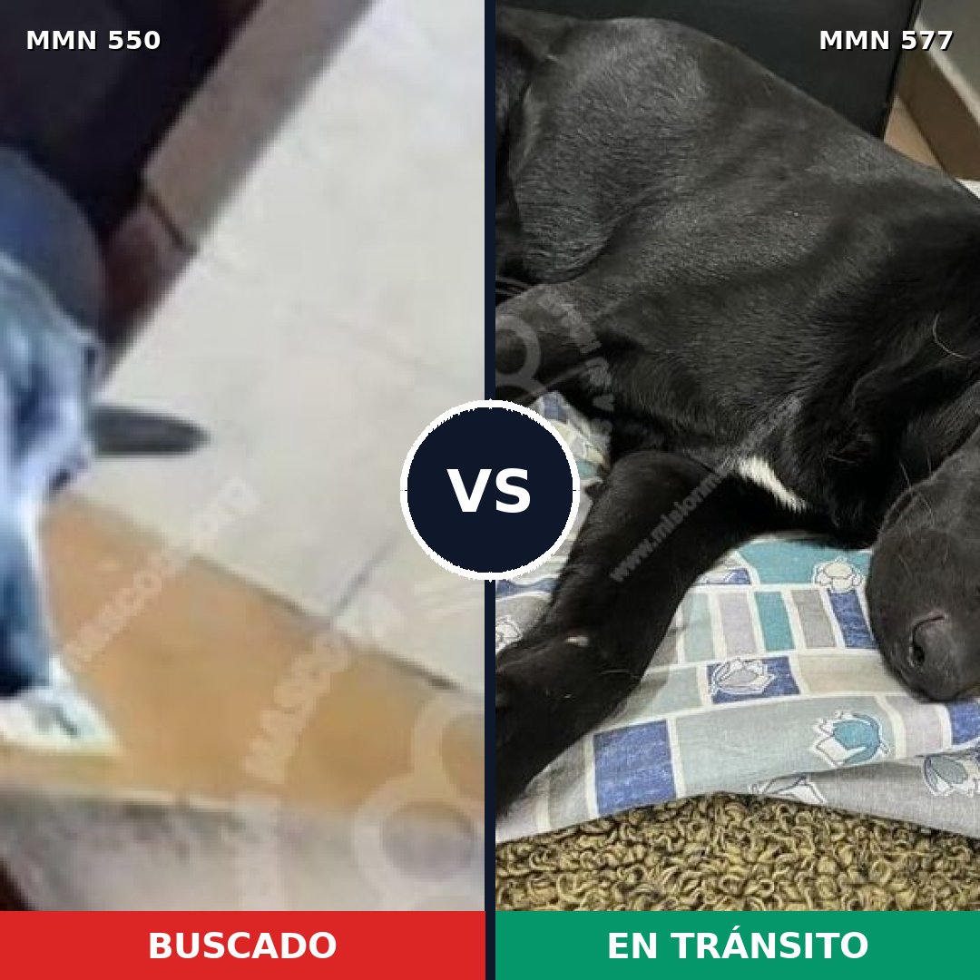 Comparativa MMS 39446: mascota perdida y mascota encontrada, 96% de similitud