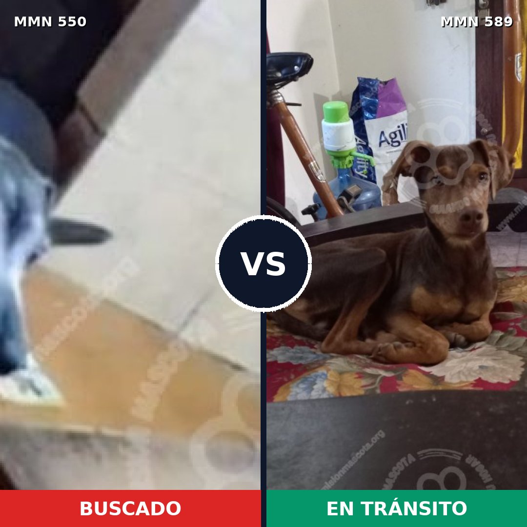 Comparativa MMS 39447: mascota perdida y mascota encontrada, 55% de similitud