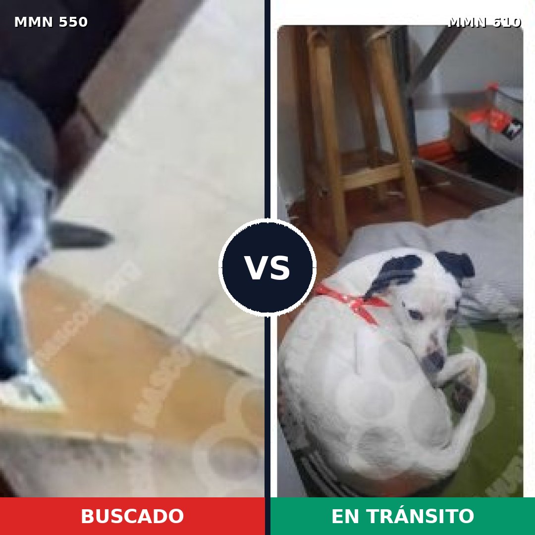 Comparativa MMS 39448: mascota perdida y mascota encontrada, 88% de similitud