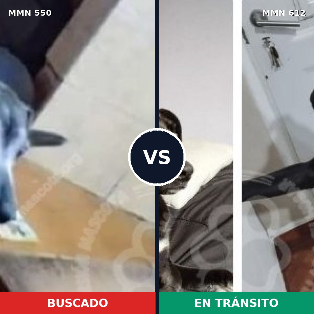 Comparativa MMS 39449: mascota perdida y mascota encontrada, 96% de similitud