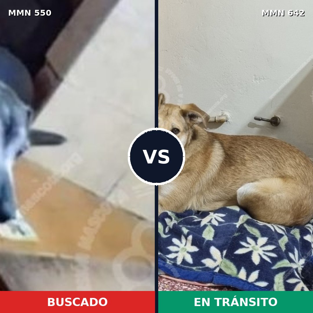 Comparativa MMS 39451: mascota perdida y mascota encontrada, 63% de similitud