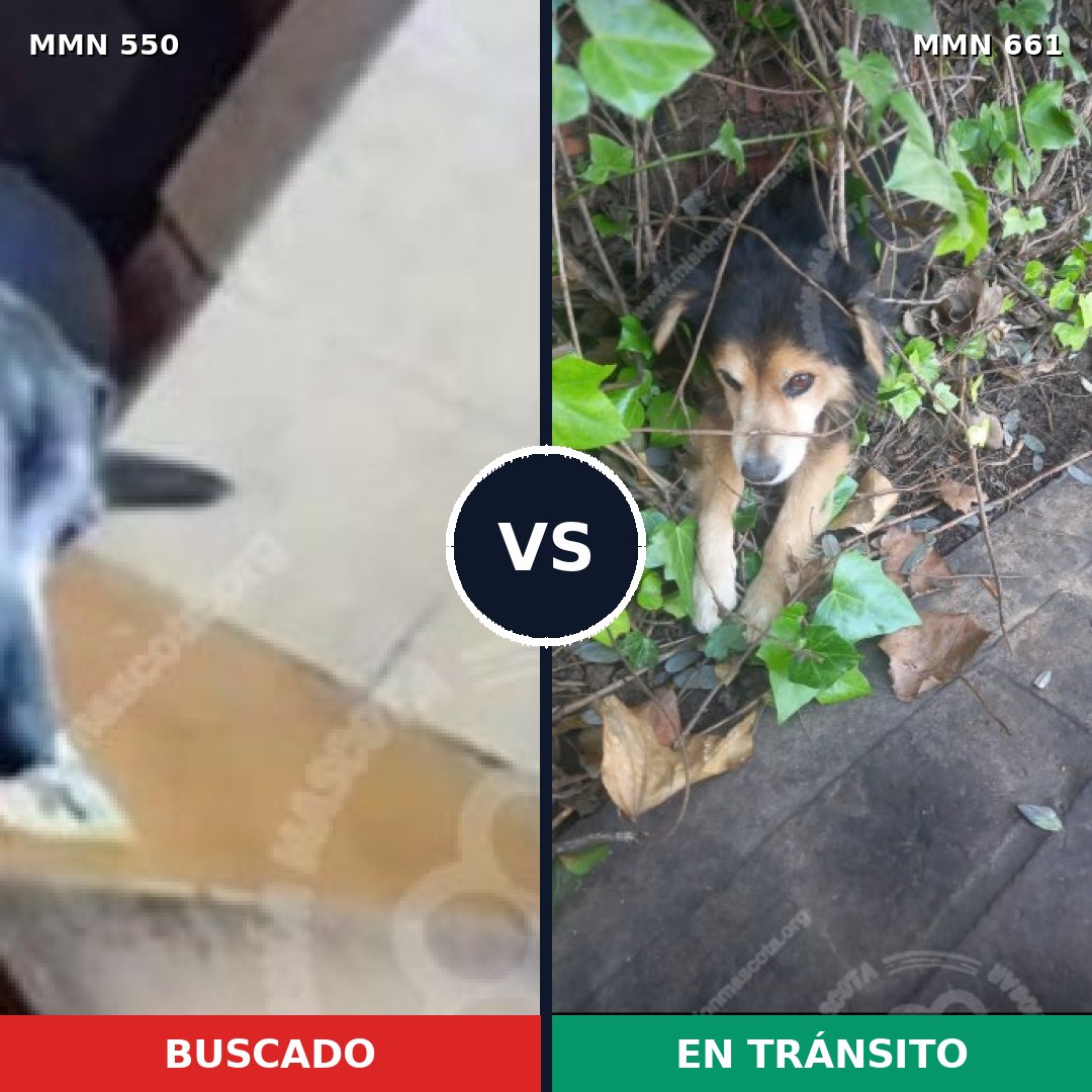 Comparativa MMS 39452: mascota perdida y mascota encontrada, 39% de similitud