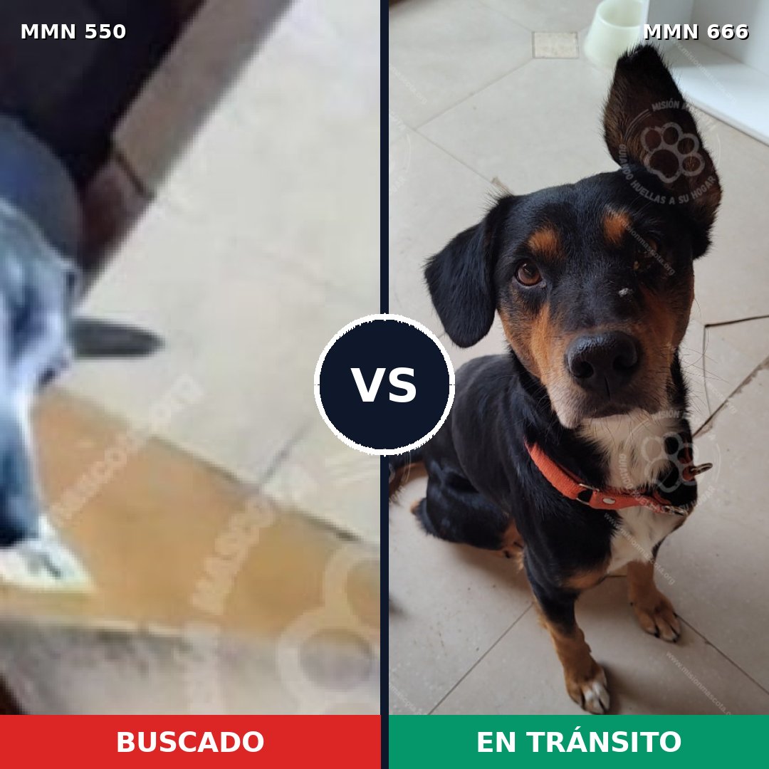 Comparativa MMS 39454: mascota perdida y mascota encontrada, 57% de similitud