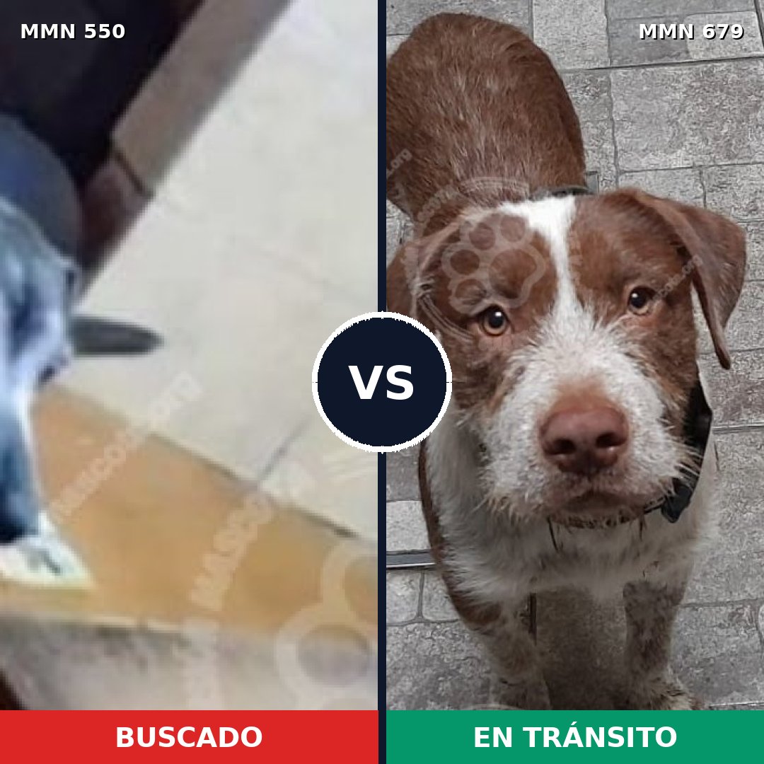Comparativa MMS 39455: mascota perdida y mascota encontrada, 69% de similitud