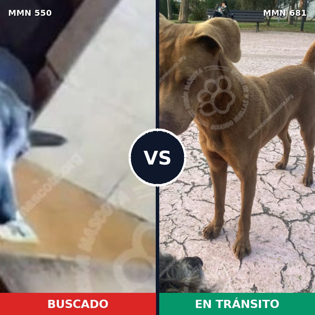 Comparativa MMS 39457: mascota perdida y mascota encontrada, 37% de similitud