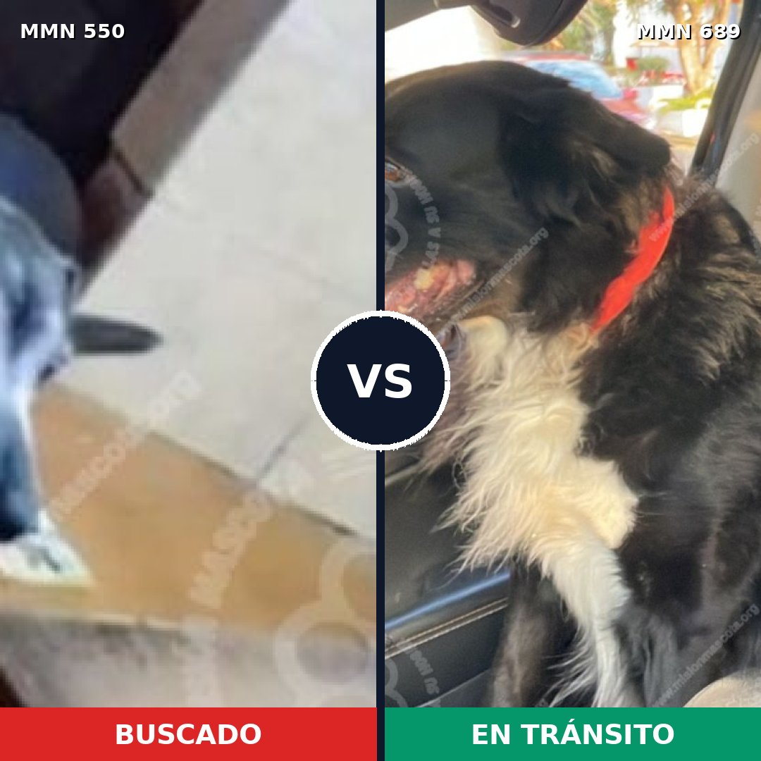 Comparativa MMS 39458: mascota perdida y mascota encontrada, 67% de similitud